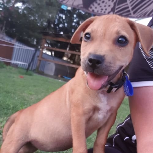 Kiwi ~ 14 wk amstaff puppy ~ On trial 26/3/2020