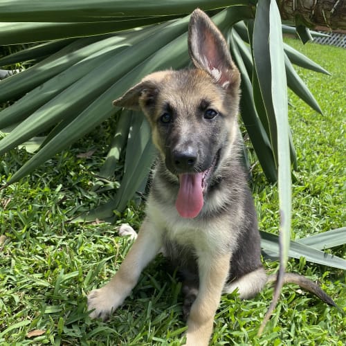 Bonnie ~ German Shepherd puppy (On Trial 26/2/20)