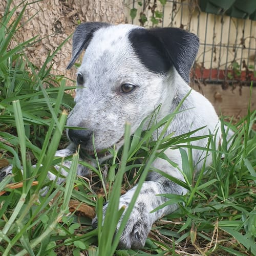 Archie ~ Blue Cattledog x puppy (On Trial 27/2/20)