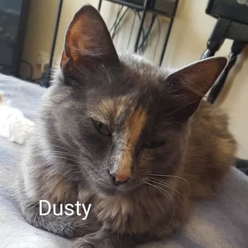 Dusty