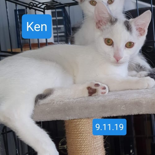 Ken