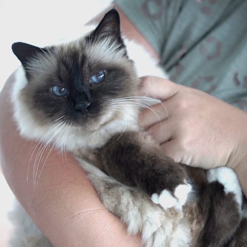 Malibu ~ 13 year old Birman (On Trial 29/2/20)