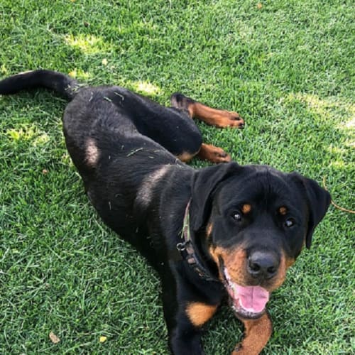 Jack- would love a doggy friend