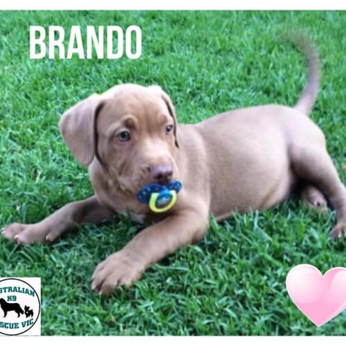 Brando 🧡🧡