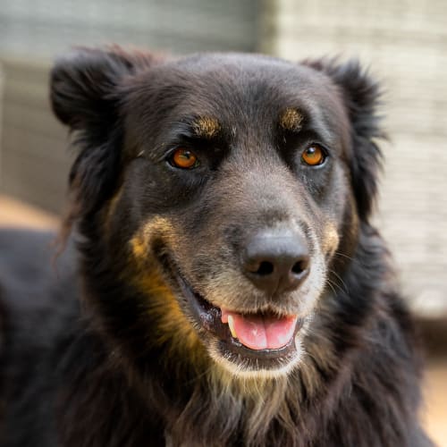 Coco ~ 5yo BC x German Shepherd (On Trial 2/4/20)