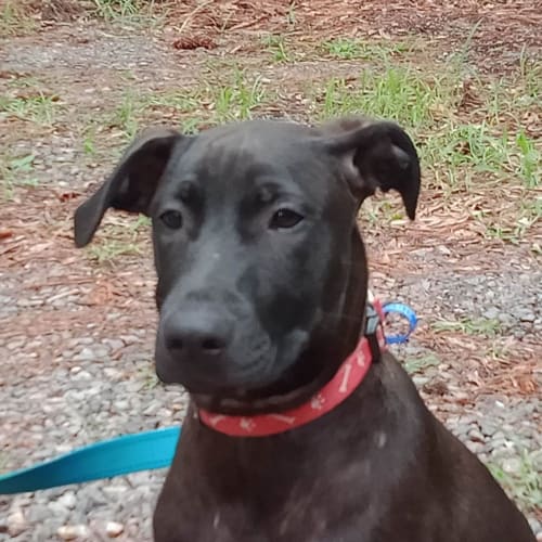 Bailey ~ lovely mixed breed puppy (On Trial 7/3/20