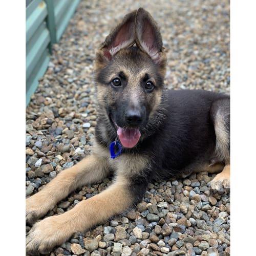 Storm ~ German Shepherd puppy (On Trial 27/2/20)