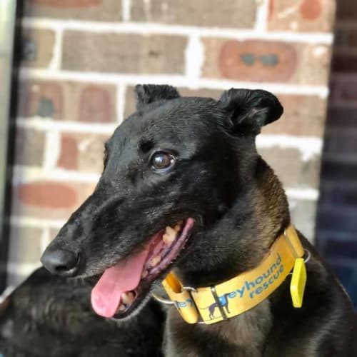 Maeve (In Foster)