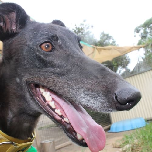 Claud (On Trial 14 Mar)