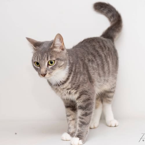 Gloria **2nd Chance Cat Rescue**