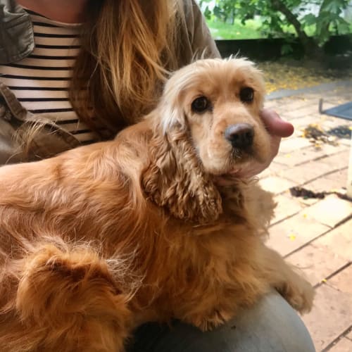Honey-Bear
