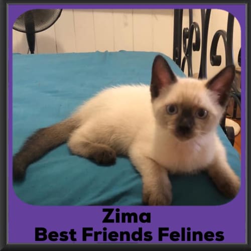 Zima 