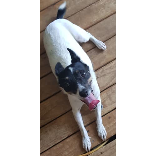 Thomas ~ cute 4yo Fox Terrier (On trial 13/3/20)