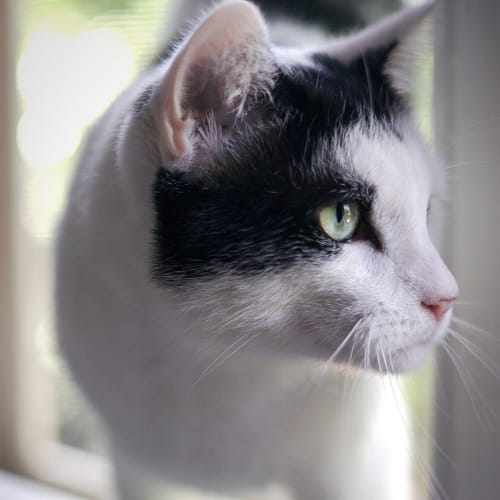 Captain ~ 5 year old male cat (On trial 1/3/20)