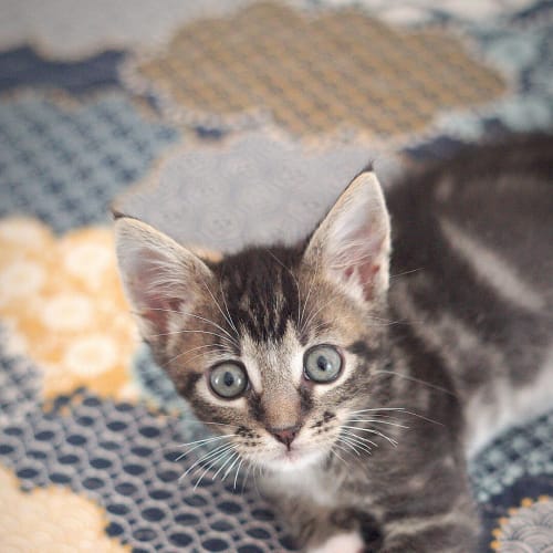Banksy ~ 7wo male kitten (On Trial 7/3/20)
