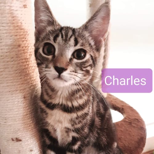 Charlie ❤