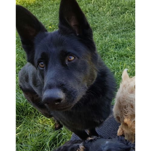 Winchester ~ 5yo German Shepherd (On Trial 8/3/20)