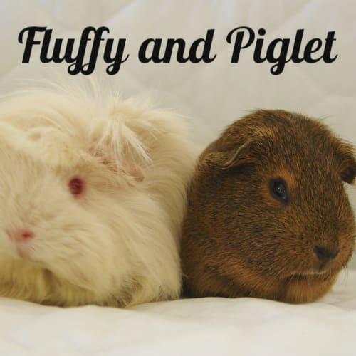 Fluffy and Piglet (indoor home only)