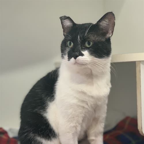 Simon