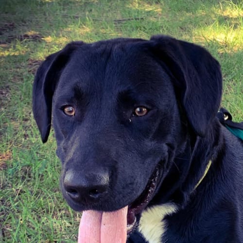 Odie 