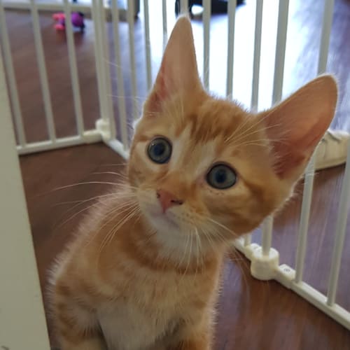 Oscar