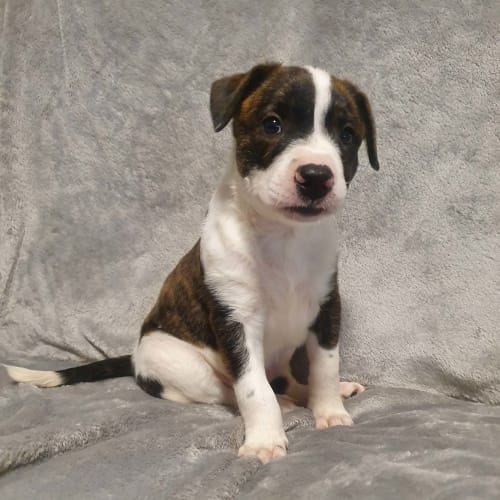 Jaffa ~ Cattledog x puppy (On Trial 12/3/20)