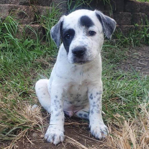 Oreo ~ gorgeous Cattle x puppy (On Trial 16/3/20)