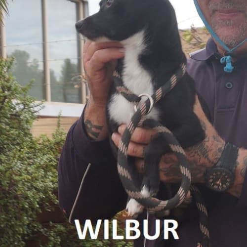 Wilbur