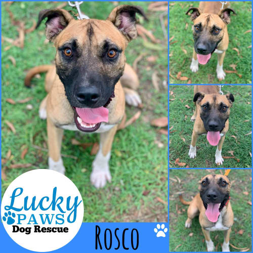 Rosco