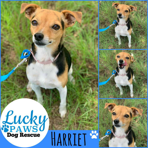 Harriet