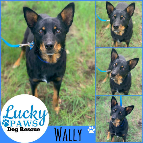 Wally