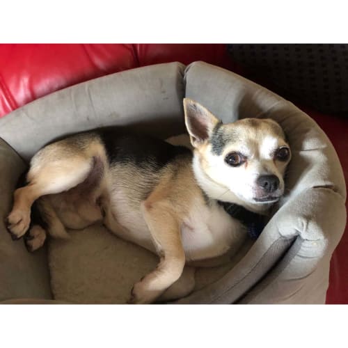Bentley ~ snuggly 7yo Chihuahua (On Trial 1/3/20)