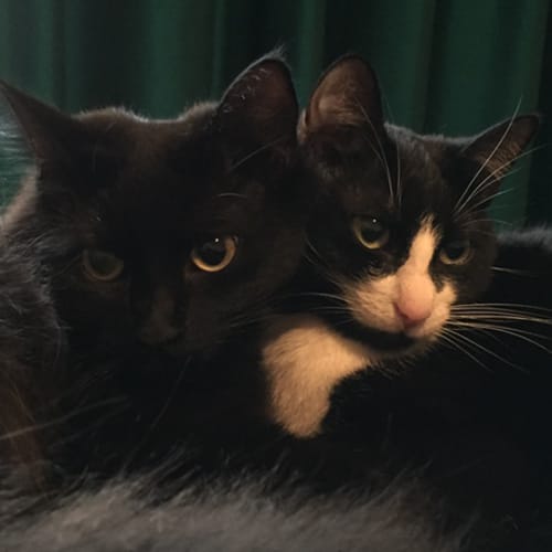 Oreo and Lily