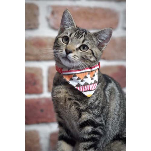 Raine ~ beautiful Tabby kitten (On Trial 24/3/20)