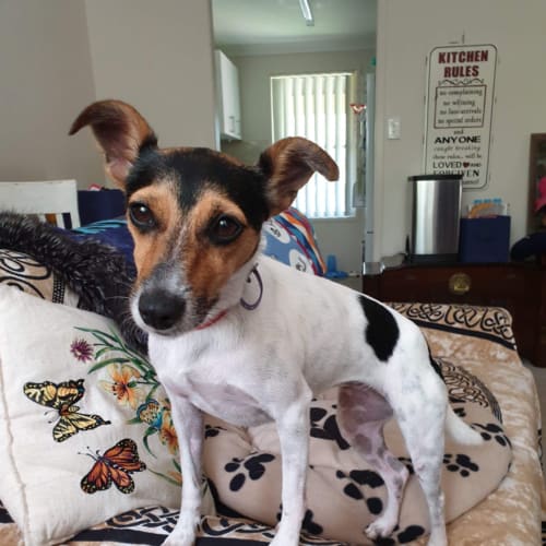 Pip