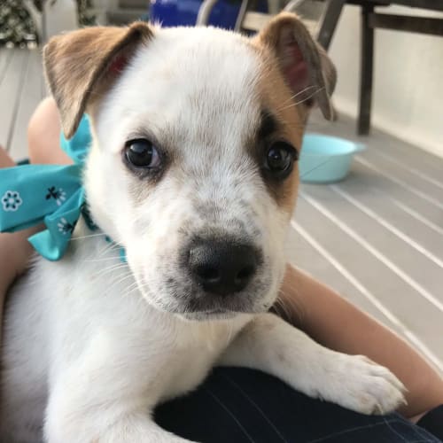 Aspen ~ beautiful Cattle x pup (On Trial 15/3/20)