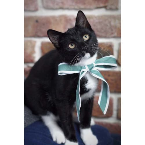 Stormy ~ black and white kitten (On Trial 22/3/20)