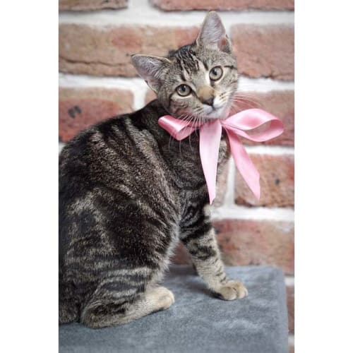 Sayla ~ lovely Tabby kitten (On Trial 24/3/20)