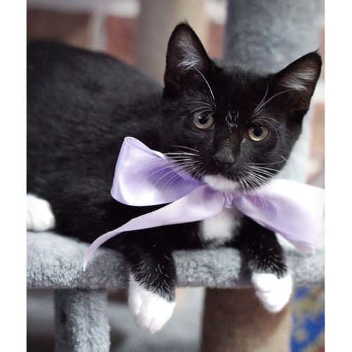 Layka ~ black and white kitten (On Trial 22/3/20)