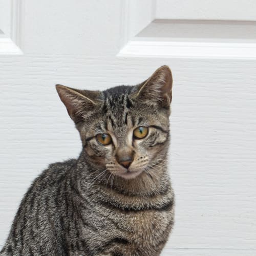 Kaiju ~ lovely 7mo kitten (29/4/20)