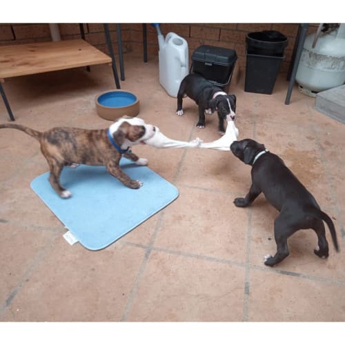Patti ~ beautiful Staffy x puppy (On Trial 24/3/20