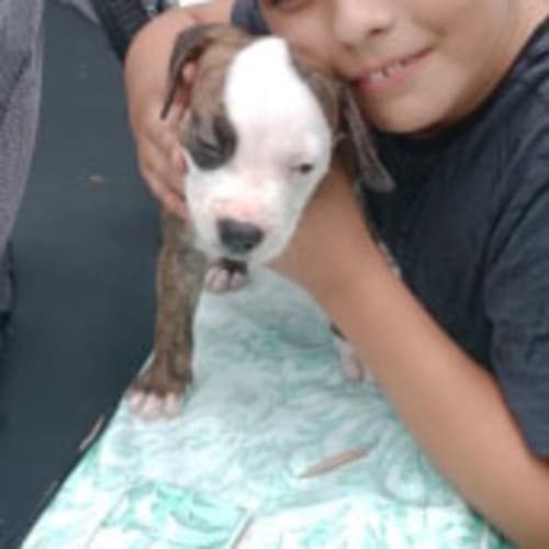 Moose ~ gorgeous Staffy x puppy (On Trial 27/3/20)