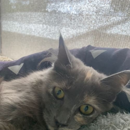 Tara