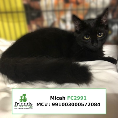 Micah