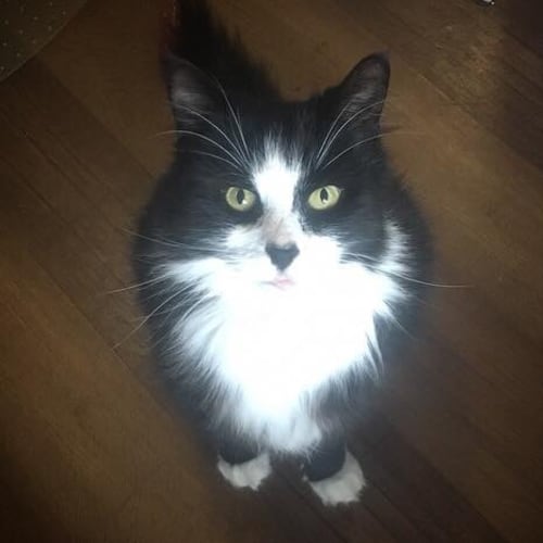 Sooty 