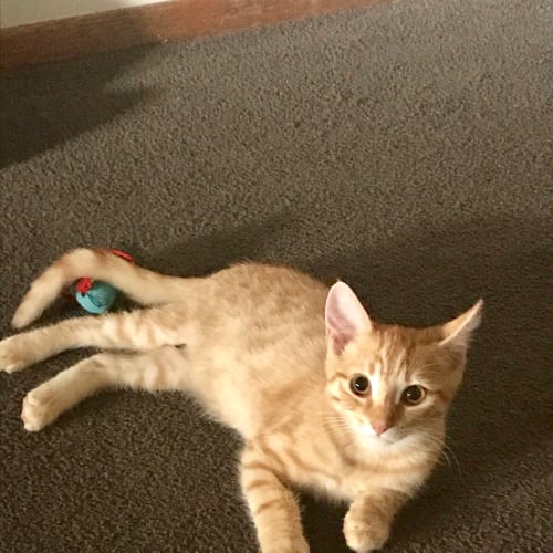 Reggie