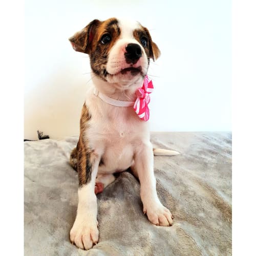 Prim ~ beautiful Cattle x puppy (On trial 8/3/20)