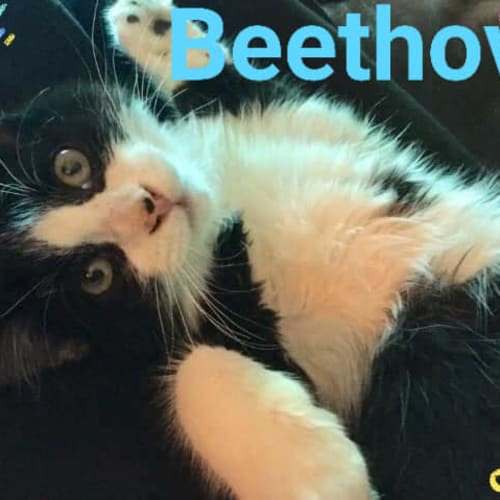 Beethoven