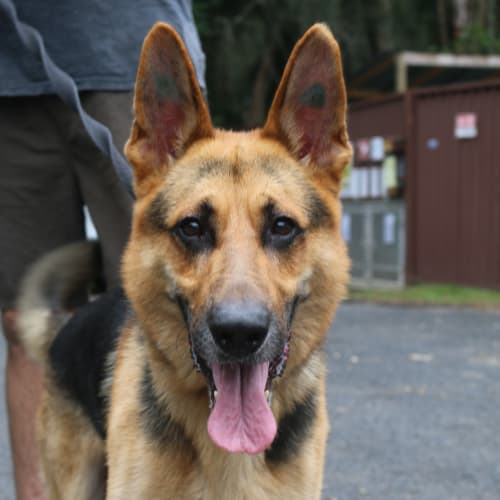 Zeus