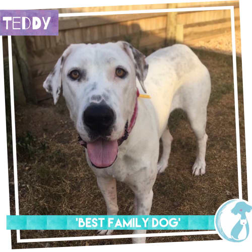 Teddy